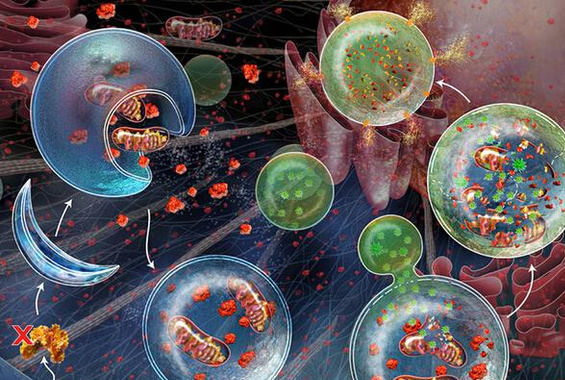 1531989918825948GSPr.png 圖片1.png